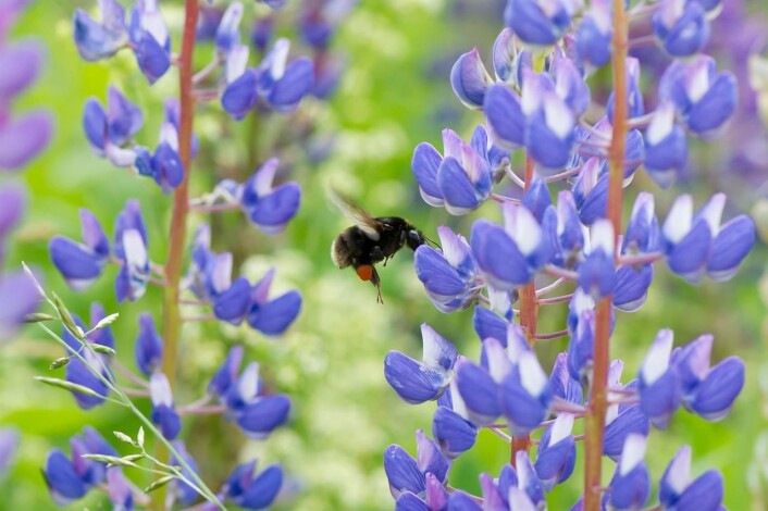 Slåttehumle i Norge. Foto: Arnstein Staverløkk, CC BY 3 Slåttehumle i Norge. Foto: Arnstein Staverløkk, CC BY 3