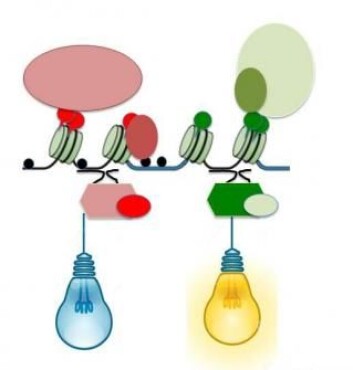 Tegningen viser en DNA-streng med epigenetiske merkelapper. (Foto: (Illustrasjon: UiO)) Tegningen viser en DNA-streng med epigenetiske merkelapper. (Foto: (Illustrasjon: UiO))