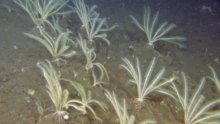 I områder med hardbunn, spesielt på ryggen i nordvestlig hjørne av boksen, observerte vi store tette bestander med fjærstjernen <em>Heliometra glacialis</em>. (Foto: Mareano/Havforskningsinstituttet) I områder med hardbunn, spesielt på ryggen i nordvestlig hjørne av boksen, observerte vi store tette bestander med fjærstjernen <em>Heliometra glacialis</em>. (Foto: Mareano/Havforskningsinstituttet)