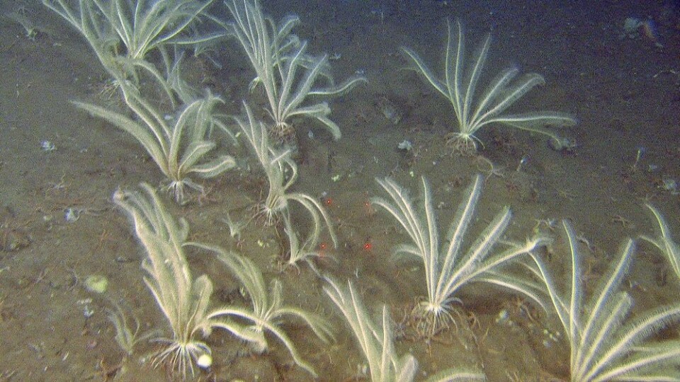 I områder med hardbunn, spesielt på ryggen i nordvestlig hjørne av boksen, observerte vi store tette bestander med fjærstjernen Heliometra glacialis. (Foto: Mareano/Havforskningsinstituttet)