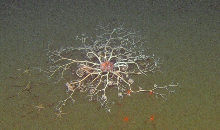 Medusahode, av arten <em>Gorgonocephalus arcticus</em>. (Foto: Mareano/Havforskningsinstituttet) Medusahode, av arten <em>Gorgonocephalus arcticus</em>. (Foto: Mareano/Havforskningsinstituttet)