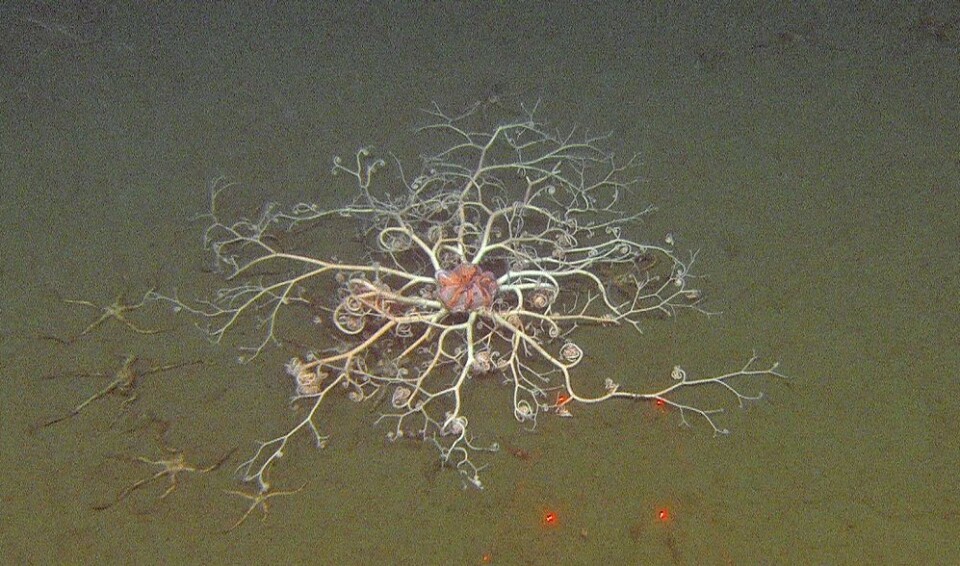 Medusahode, av arten Gorgonocephalus arcticus. (Foto: Mareano/Havforskningsinstituttet)