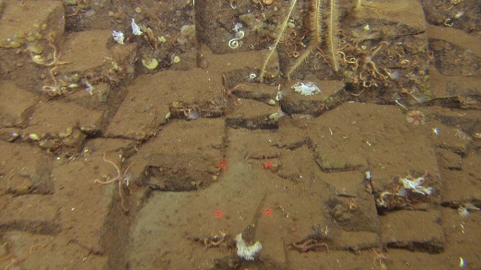 Det eneste stedet det har blitt observert fjellbunn er på en rygg, nordvest i boksen. Her var fjærstjernen Heliometra glacialis svært tallrik. (Foto: Mareano/Havforskningsinstituttet)