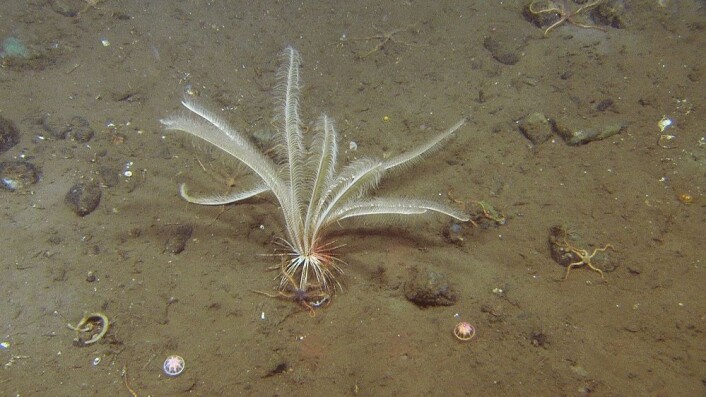 På tidligere MAREANO tokt i Norskehavet har fjærstjernen <em>Heliometra glacialis</em> blitt observert mange ganger, men alltid dypere enn 700 meter. I det nederste bildet ser vi også to eksemplarer av den bunnlevende maneten <em>Ptychogastria polaris</em>, også denne en art som forekommer bare i kaldt vann. (Foto: Mareano/Havforskningsinstituttet) På tidligere MAREANO tokt i Norskehavet har fjærstjernen <em>Heliometra glacialis</em> blitt observert mange ganger, men alltid dypere enn 700 meter. I det nederste bildet ser vi også to eksemplarer av den bunnlevende maneten <em>Ptychogastria polaris</em>, også denne en art som forekommer bare i kaldt vann. (Foto: Mareano/Havforskningsinstituttet)