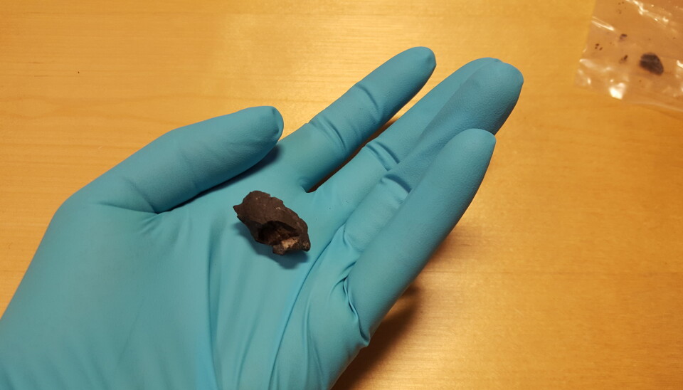 Denne lille klumpen ble tygget på av noen i dagens Sør-Sverige for 10 000 år siden. Den består av harpiks fra bjørk. (Bilde: Natalija Kashuba/Stockholm University)