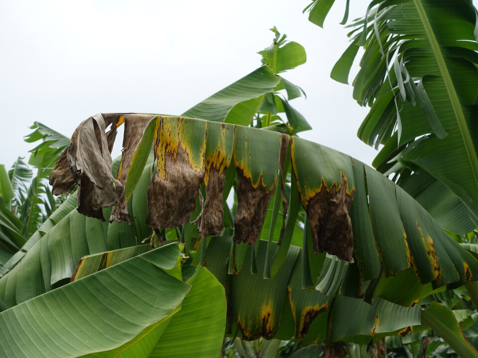 Svart sigatoka angriper bananpalmenes blader, noe reduserer utbyttet av bananer. (Foto: Scot Nelson/Flickr/CC BY 2.0)