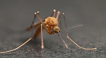 Fang og send mygg til forskere i Trondheim