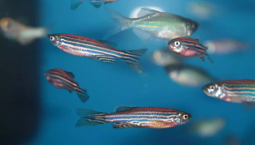 – Vi fant at sebrafisklarver uten dette proteinet viste tegn på parkinsonisme, forteller forsker. (Foto: Kazakov Maksim / Shutterstock / NTB scanpix).