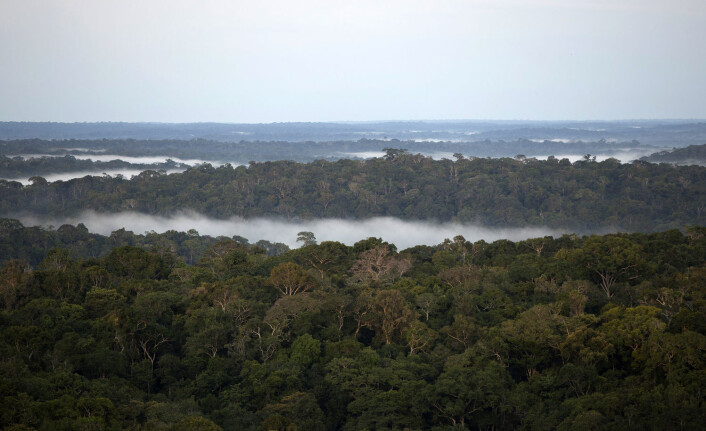 Amazonas har fortsatt tett skog, men om få år kan det bli langt mindre av den. (Foto: Bruno Kelly/Reuters) Amazonas har fortsatt tett skog, men om få år kan det bli langt mindre av den. (Foto: Bruno Kelly/Reuters)