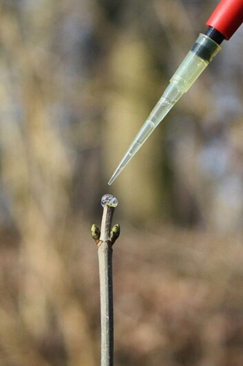 Liksom-rådyrangrep. Forskerne drypper på rådyrspytt med pipette. (Foto: Bettina Ohse/UL/iDiv) Liksom-rådyrangrep. Forskerne drypper på rådyrspytt med pipette. (Foto: Bettina Ohse/UL/iDiv)