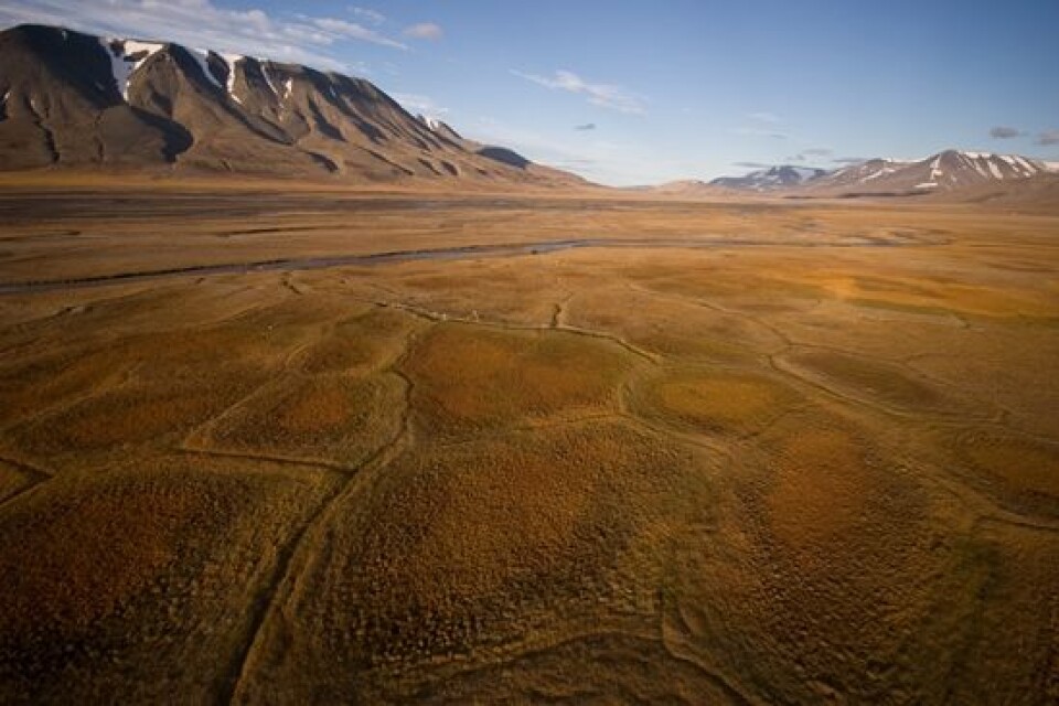 Såkalte iskilepolygoner i Adventdalen på Svalbard, hvor japanske og norske forskere jobber sammen for å forstå dynamikken i denne flotte permafrost landskapsformen. (Foto: Ulli Neuman, Kolibri Geo Services)