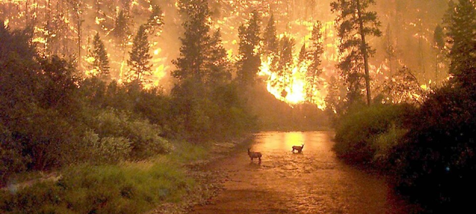 Dramatisk skogbrann i Montana, USA (år 2000). I USA slukker man ikke naturlig forekommende skogbranner i vernede områder så lenge brannen ikke er en trussel mot mennesker.  (Foto: John McColgan / NTB scanpix)