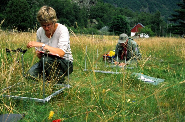 Inger Auestad og Knut Rydgren ved Høgskulen i Sogn og Fjordane registrerer artar i Lærdal. Høy og frø til forsøket vart henta mellom anna frå denne beitemarka. (Foto: Idun Husabø) Inger Auestad og Knut Rydgren ved Høgskulen i Sogn og Fjordane registrerer artar i Lærdal. Høy og frø til forsøket vart henta mellom anna frå denne beitemarka. (Foto: Idun Husabø)