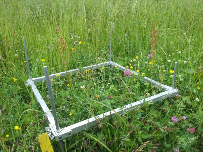 Etter åtte år hadde forsøksfeltet fått eit fint og fargerikt utval av ville blomstrar og gras. Forskarane registrerte mangfaldet i faste felt med aluminiumsrammer på ein kvart kvadratmeter. Raudkløver, gulmaure og kvitkløver er blant dei vanlegaste blomstrane i vegkantar og enger med naturleg vegetasjon. (Foto: Idun Husabø) Etter åtte år hadde forsøksfeltet fått eit fint og fargerikt utval av ville blomstrar og gras. Forskarane registrerte mangfaldet i faste felt med aluminiumsrammer på ein kvart kvadratmeter. Raudkløver, gulmaure og kvitkløver er blant dei vanlegaste blomstrane i vegkantar og enger med naturleg vegetasjon. (Foto: Idun Husabø)