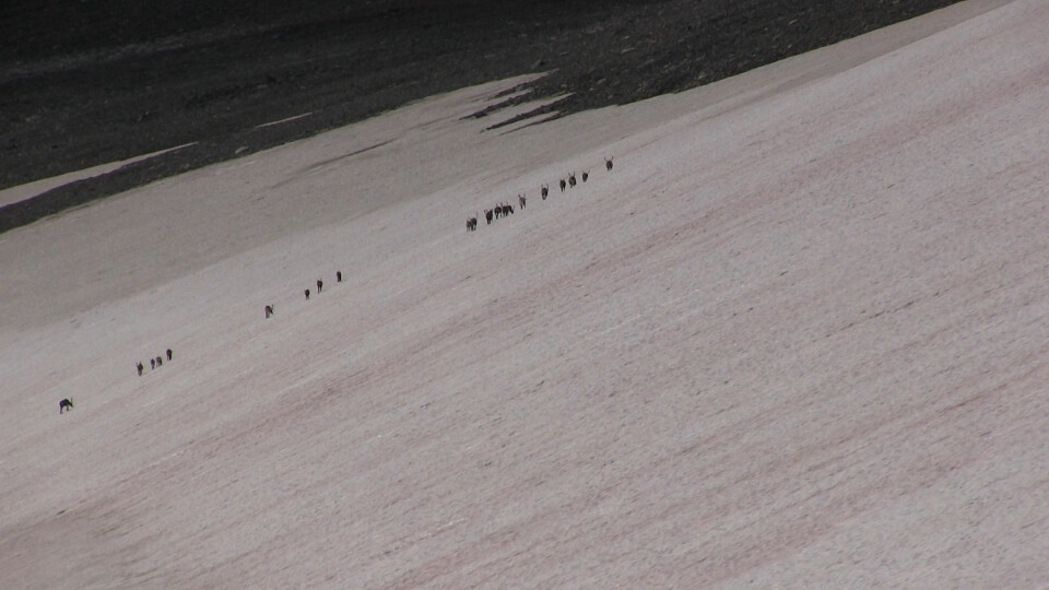 Reinsdyrene er på vei oppover snøfonna. Selv om dette er tamrein, oppfører de seg som villreinen har gjort i tusenvis av år. (Foto: Lasse Biørnstad/forskning.no)