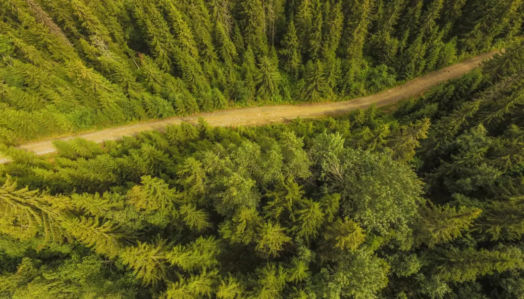 Helsetilstanden til skogen kan måles ut av trekronene.  (Foto: Stian Lysberg Solum, NTB scanpix)