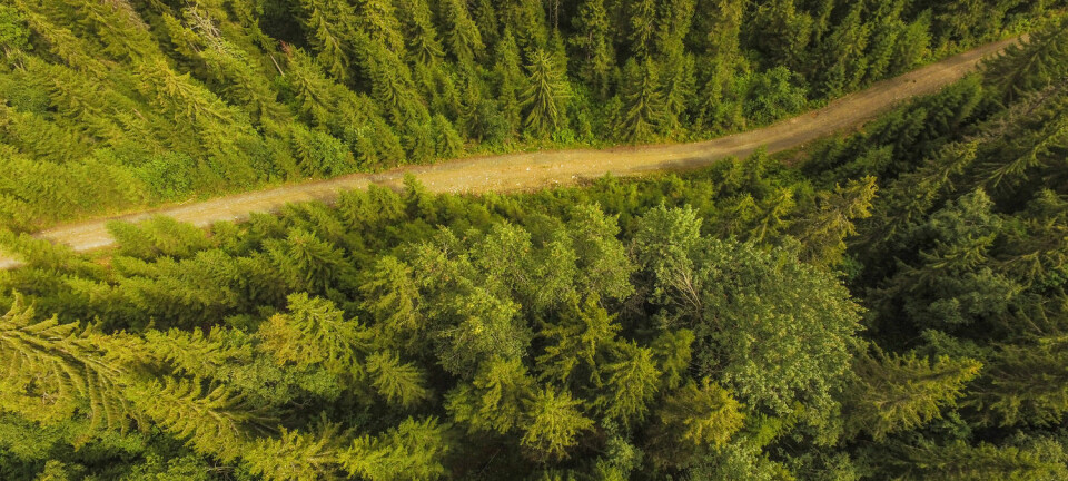 Helsetilstanden til skogen kan måles ut av trekronene.  (Foto: Stian Lysberg Solum, NTB scanpix)