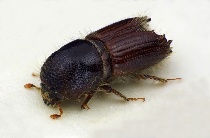 Granbarkbillen er et av få insekter hos oss som er i stand til å drepe friske grantrær i stort antall. NIBIOs granbarkbilleovervåking for 2015 viser en moderat økning i antallet granbarkbiller for landet sett under ett. (Foto: Karsten Sund, Naturhistorisk museum, UiO) Granbarkbillen er et av få insekter hos oss som er i stand til å drepe friske grantrær i stort antall. NIBIOs granbarkbilleovervåking for 2015 viser en moderat økning i antallet granbarkbiller for landet sett under ett. (Foto: Karsten Sund, Naturhistorisk museum, UiO)
