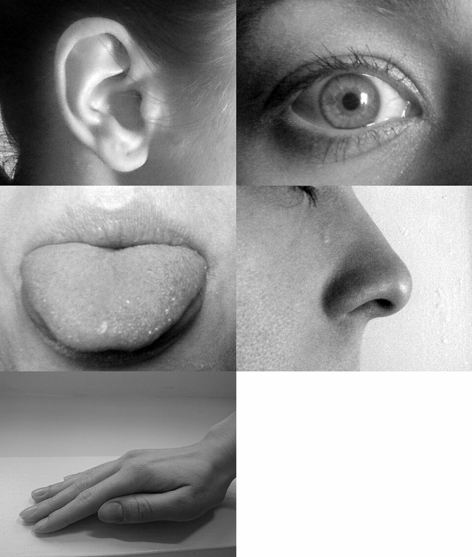 De fem originale sansene (Foto: Allan-Hermann Pool - Own work, CC BY-SA 4.0, https://commons.wikimedia.org/w/index.php?curid=38142426)