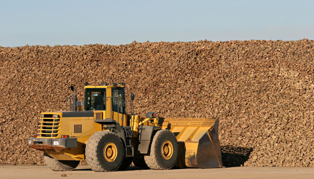 Sukkerbeter blir skuffet med bulldoser, i nærheten av en sukkerforedlingsfabrikk. Kan den mektige sukkerindustrien ha påvirket helseforskningen for å sikre sin egen framtid? (Foto: Sascha Burkard / Shutterstock / NTB scanpix) Sukkerbeter blir skuffet med bulldoser, i nærheten av en sukkerforedlingsfabrikk. Kan den mektige sukkerindustrien ha påvirket helseforskningen for å sikre sin egen framtid? (Foto: Sascha Burkard / Shutterstock / NTB scanpix)