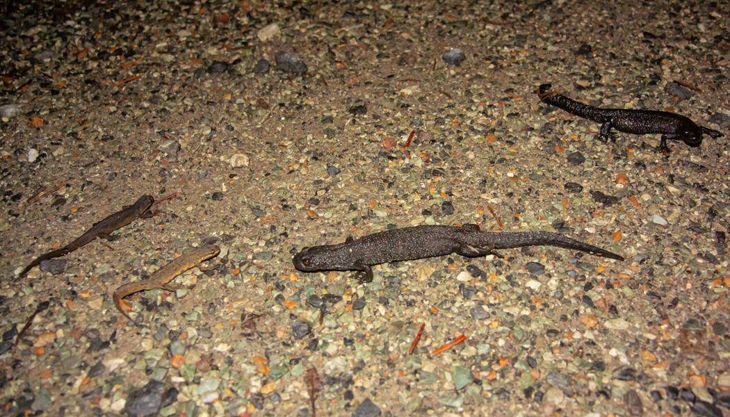 Regnet lokker fram både stor- og småsalamandre etter en lengre tids tørke. Foto: Børre K. Dervo. Regnet lokker fram både stor- og småsalamandre etter en lengre tids tørke. Foto: Børre K. Dervo.