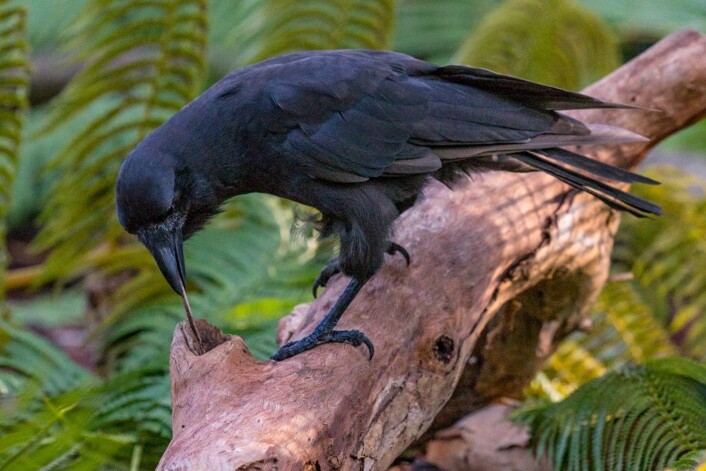 En hawaiikråke bruker en pinne for å pirke mat ut av en trelegg. (Foto: Ken Bohn, San Diego Zoo Global) En hawaiikråke bruker en pinne for å pirke mat ut av en trelegg. (Foto: Ken Bohn, San Diego Zoo Global)