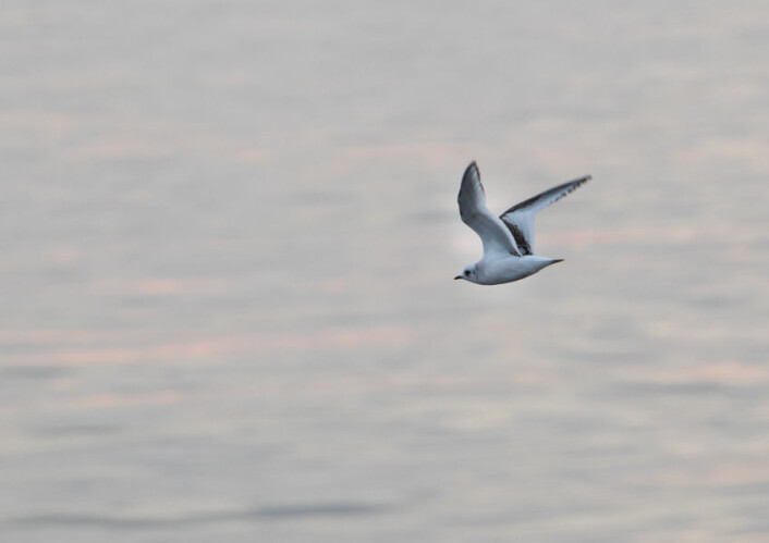 Tre observasjoner av rosenmåke på ett og samme tokt er helt ellevilt for en fuglekikker. (Foto: Eirik Grønningsæter, NINA / WildNature.no) Tre observasjoner av rosenmåke på ett og samme tokt er helt ellevilt for en fuglekikker. (Foto: Eirik Grønningsæter, NINA / WildNature.no)