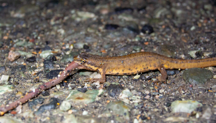 Salamanderne er sultne etter et halvt års søvn. En småsalamander har gått løs på en stor meitemark. Foto: Børre K. Dervo. Salamanderne er sultne etter et halvt års søvn. En småsalamander har gått løs på en stor meitemark. Foto: Børre K. Dervo.