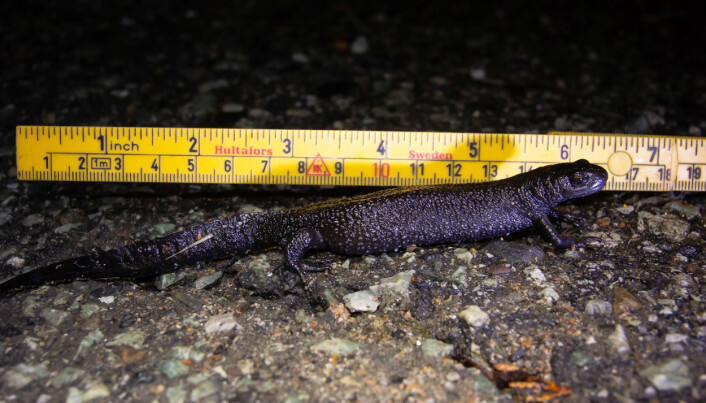 En storsalamander hunn på nesten 17 cm. Foto: Børre K. Dervo. En storsalamander hunn på nesten 17 cm. Foto: Børre K. Dervo.