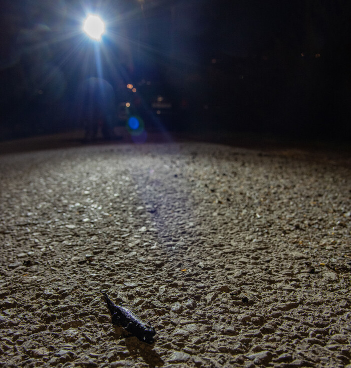 Jan har oppdaget en storsalamander som er i ferd med å krysse veien. Foto: Børre K. Dervo. Jan har oppdaget en storsalamander som er i ferd med å krysse veien. Foto: Børre K. Dervo.