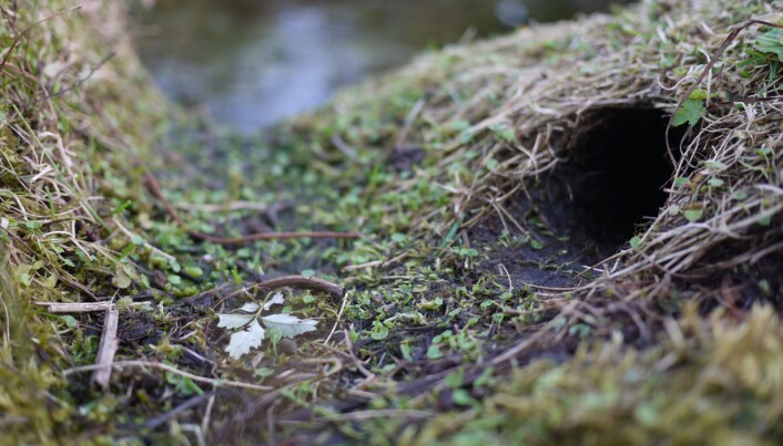 Vånden graver seg ned i det øverste jordlaget, spiser opp planterøtter og kan gjøre stor skade på inn- og utmark. (Foto: Henrik Pärn, NINA). Vånden graver seg ned i det øverste jordlaget, spiser opp planterøtter og kan gjøre stor skade på inn- og utmark. (Foto: Henrik Pärn, NINA).