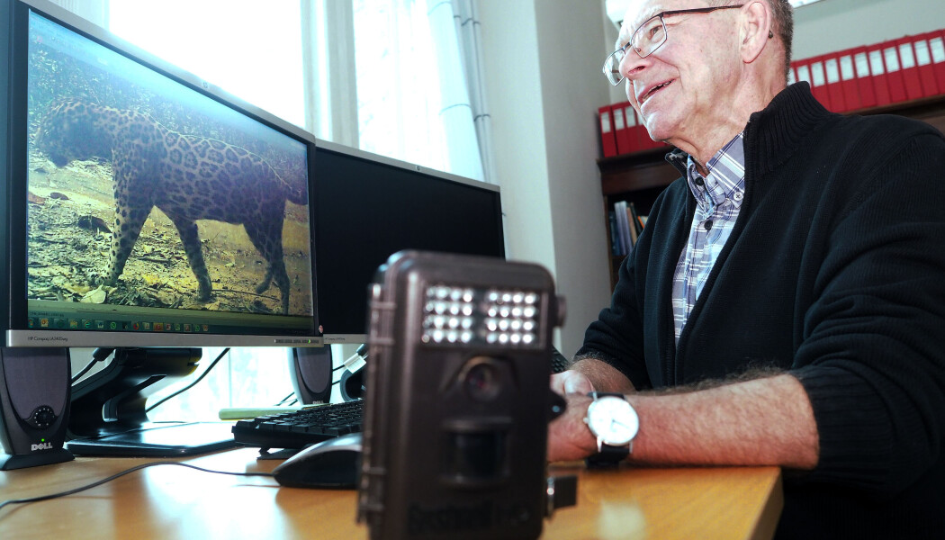Øystein Wiig går igjennom enorme 230 000 bilder som viltkameranene i Paragominas hittil har tatt. (Foto: Ola Sæther) Øystein Wiig går igjennom enorme 230 000 bilder som viltkameranene i Paragominas hittil har tatt. (Foto: Ola Sæther)