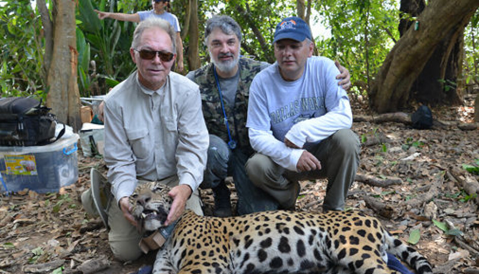 Isbjørnforskeren Øystein Wiig reiste i 2014 til Pantanal sørvest i Brasil for å lære å fange jaguarer av ekspertene, Tarcizio Paula og Ronaldo Morato. (Foto: Øystein Wiig)