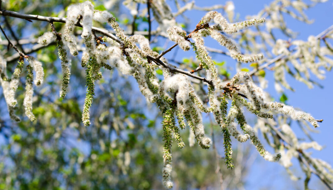 Ospeblomster med fnokk. Foto: Shutterstock Ospeblomster med fnokk. Foto: Shutterstock