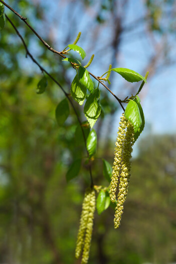 Bjørkerakler. Foto: Shutterstock Bjørkerakler. Foto: Shutterstock