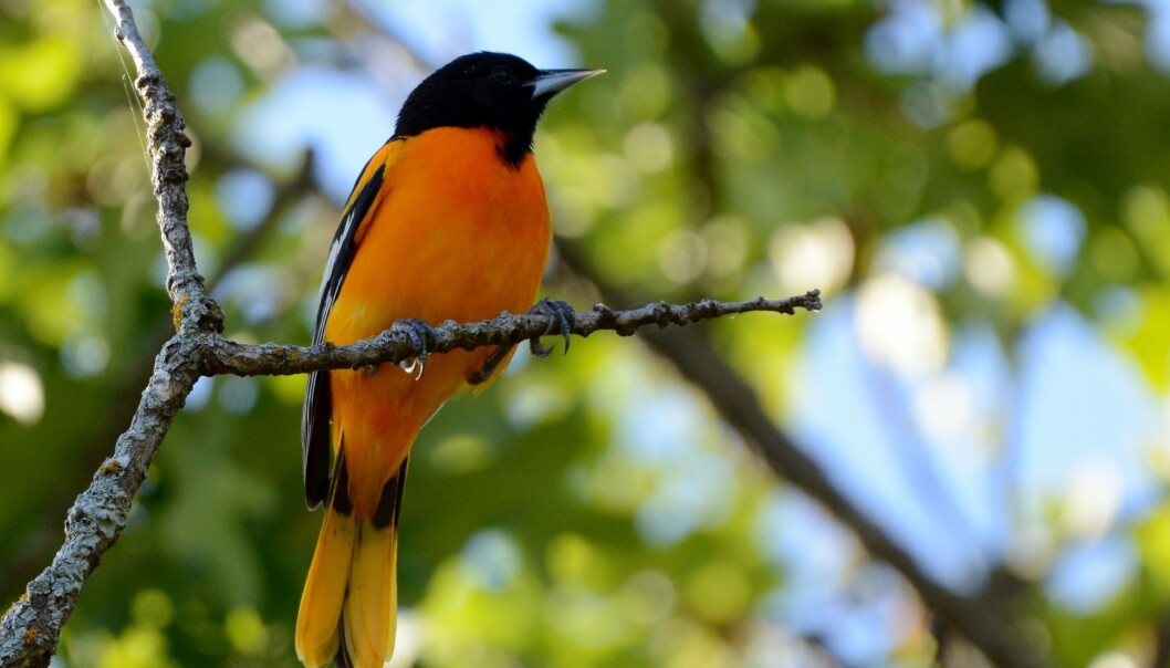 Lundtrupial flyr fortest om våren på vei nordover til hekkeplassene i det østlige USA. Kanskje fordi den føler seg ønsket; fuglen, som på engelsk heter <em>baltimore oriole</em>, er nemlig utnevnt til «nasjonalfugl» i Maryland og har fått baseballaget Baltimore Orioles oppkalt etter seg. (Foto: Kyle Horton) Lundtrupial flyr fortest om våren på vei nordover til hekkeplassene i det østlige USA. Kanskje fordi den føler seg ønsket; fuglen, som på engelsk heter <em>baltimore oriole</em>, er nemlig utnevnt til «nasjonalfugl» i Maryland og har fått baseballaget Baltimore Orioles oppkalt etter seg. (Foto: Kyle Horton)