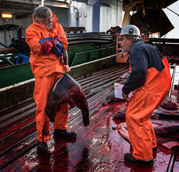 Forskningstekniker Nils-Erik Skavberg (t.v.) og havforsker Tore Haug veier en grønlandssel. (Foto: Elvar H. Hallfredsson, Havforskningsinstituttet) Forskningstekniker Nils-Erik Skavberg (t.v.) og havforsker Tore Haug veier en grønlandssel. (Foto: Elvar H. Hallfredsson, Havforskningsinstituttet)