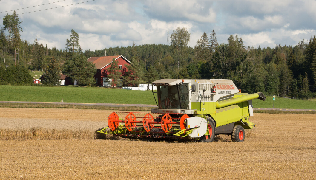 I løpet av noen få tiår har Norge i stor grad blitt selvforsynt med mathvete. Det kan vi takke forskningen for. (Foto: Erling Fløistad) I løpet av noen få tiår har Norge i stor grad blitt selvforsynt med mathvete. Det kan vi takke forskningen for. (Foto: Erling Fløistad)