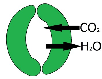 Et enkelt, åpent stomata, som slipper CO2 inn og H2O ut. (Foto: paintser) Et enkelt, åpent stomata, som slipper CO2 inn og H2O ut. (Foto: paintser)
