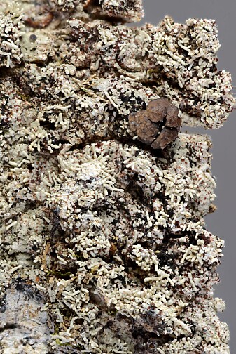 Ubeskrevet Phyllopsora fra Paragominas. (Foto: Einar Timdal) Ubeskrevet Phyllopsora fra Paragominas. (Foto: Einar Timdal)