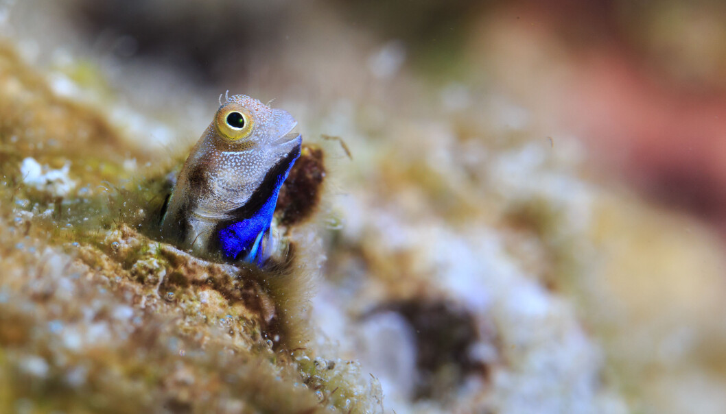 Dette er en av artene som kanskje er en viktig motor for å holde korallrevene i gang. Dette er en såkalt Bluebelly Blenny fotografert på et rev. (Foto: Tane Sinclair-Taylor Dette er en av artene som kanskje er en viktig motor for å holde korallrevene i gang. Dette er en såkalt Bluebelly Blenny fotografert på et rev. (Foto: Tane Sinclair-Taylor