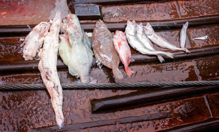 Dette er noko av det håkjerringa hadde ete. (Foto: Elvar H. Hallfredsson, Havforskingsinstitttet) Dette er noko av det håkjerringa hadde ete. (Foto: Elvar H. Hallfredsson, Havforskingsinstitttet)