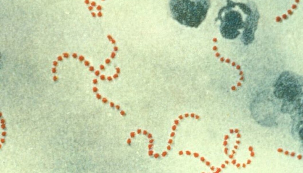 Gruppe A Streptokokker Centers for Disease Control (CDC) og PHIL Gruppe A Streptokokker Centers for Disease Control (CDC) og PHIL