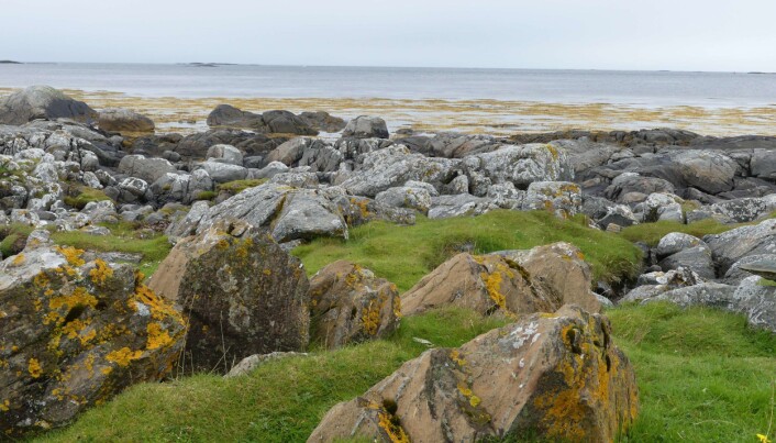 Ultramafiske bergarter kan stikke fram som små knauser i fjæra, her fra Fjørtofta på Sunnmøre (foto: Ane K. Engvik). Ultramafiske bergarter kan stikke fram som små knauser i fjæra, her fra Fjørtofta på Sunnmøre (foto: Ane K. Engvik).