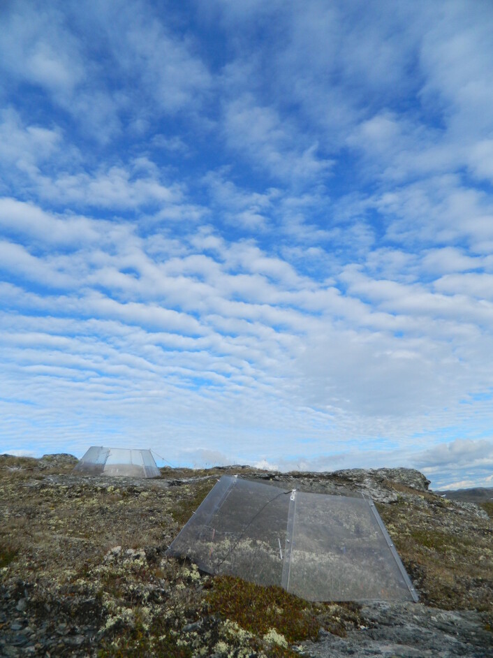 Åpne minidrivhus kan brukes til å øke temperaturer Foto: Saskia Bergmann Åpne minidrivhus kan brukes til å øke temperaturer Foto: Saskia Bergmann