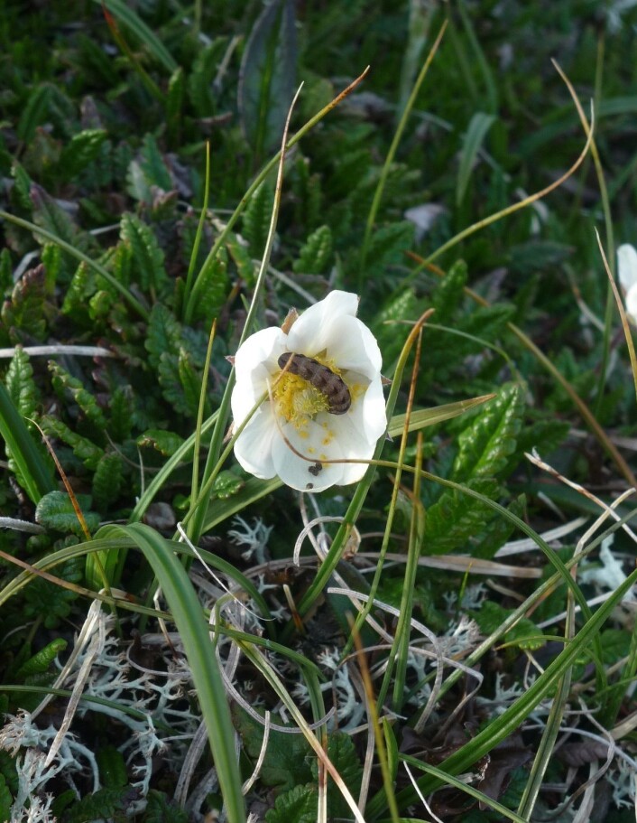 Larventil sotdagflyet spiser reinrose. Den starter med blomsten og spiser blader først utpå sommeren. Foto: Saskia Bergmann Larventil sotdagflyet spiser reinrose. Den starter med blomsten og spiser blader først utpå sommeren. Foto: Saskia Bergmann