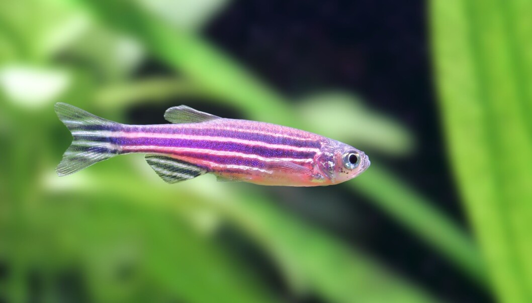 Forskere har funnet ut at ulike stammer av sebrafisk kan reagere svært ulikt på de samme fremmedstoffene. Resultatene av giftforsøk kan med andre ord påvirkes direkte av hvilke stammer som brukes. (Foto: topimages / Shutterstock / NTB scanpix). Forskere har funnet ut at ulike stammer av sebrafisk kan reagere svært ulikt på de samme fremmedstoffene. Resultatene av giftforsøk kan med andre ord påvirkes direkte av hvilke stammer som brukes. (Foto: topimages / Shutterstock / NTB scanpix).