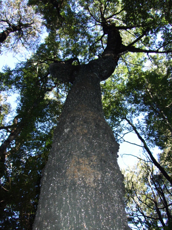 Honningduggen skaper en stjernehimmel på trestammen Honningduggen skaper en stjernehimmel på trestammen