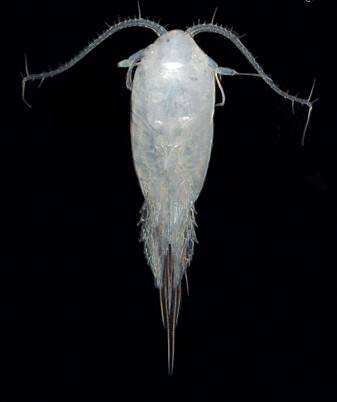 Hoppekrepser kommer i mange ulike typer og fasonger. Tharybis macrophthalma er én av dem. (Foto: Signe Johannessen / Havforskningsinstituttet) Hoppekrepser kommer i mange ulike typer og fasonger. Tharybis macrophthalma er én av dem. (Foto: Signe Johannessen / Havforskningsinstituttet)