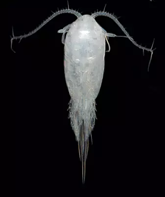 Hoppekrepser kommer i mange ulike typer og fasonger. Tharybis macrophthalma er én av dem. (Foto: Signe Johannessen / Havforskningsinstituttet)
